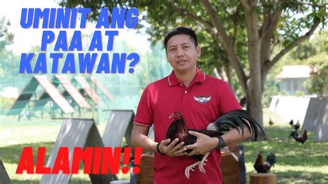 pointing sa araw ng laban|SABONG TIPS: Mainit Na Paa at Katawan Ng Manok Sa Araw .